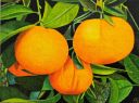 Frutas 11